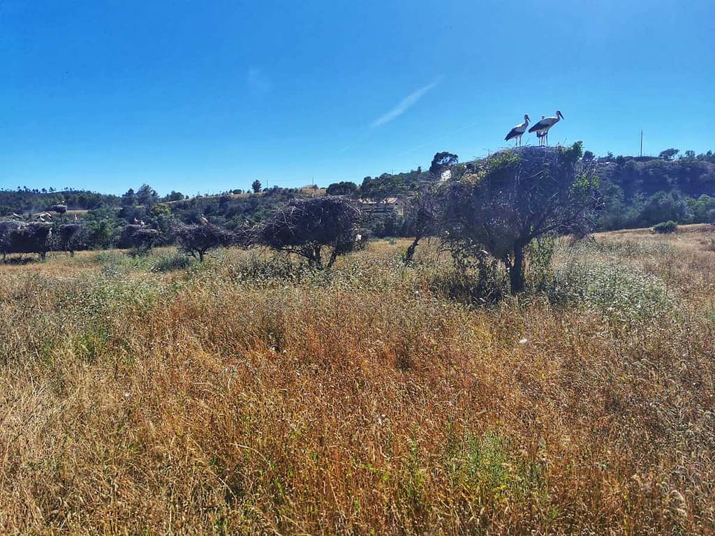 Bocianie gniazda na trasie Portimao Monchique w Algarve na poiłudniu Portugalii