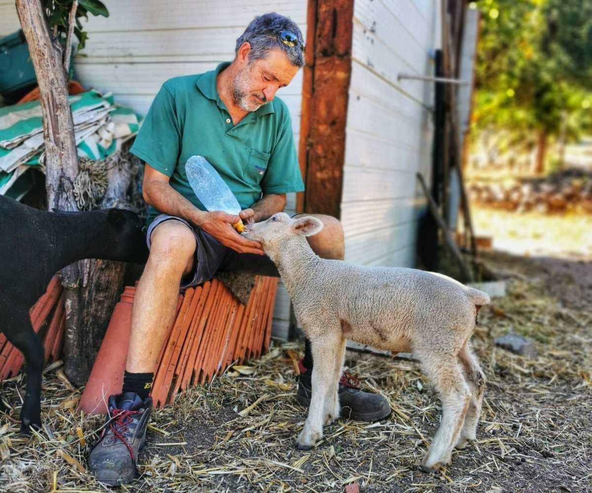 Owner of Vinha do Gaio agritourism in Monchique Antonio feeding a sheep