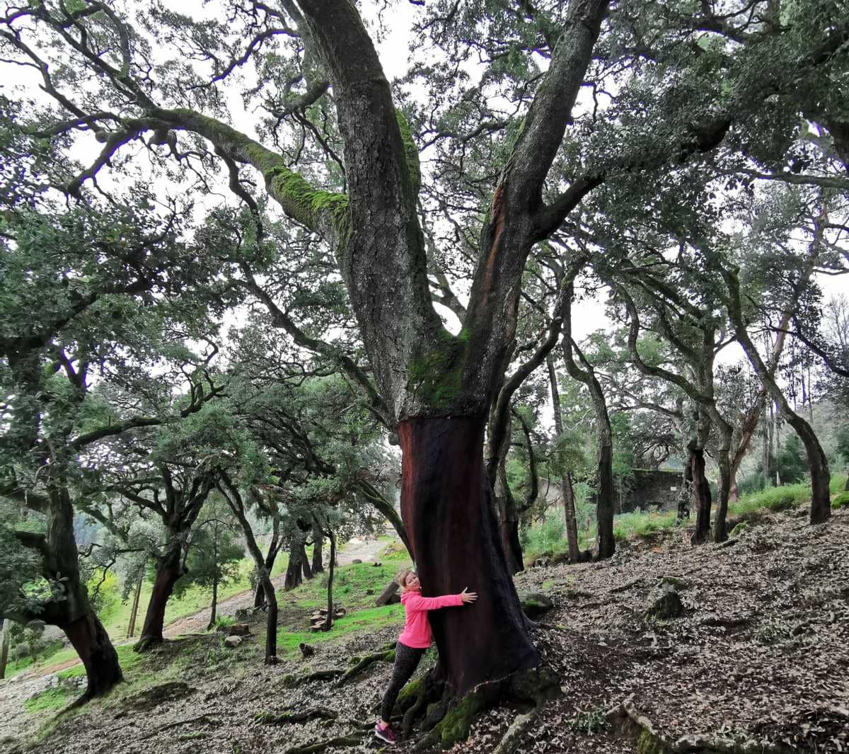 Cork oaks in Monchique, Algarve