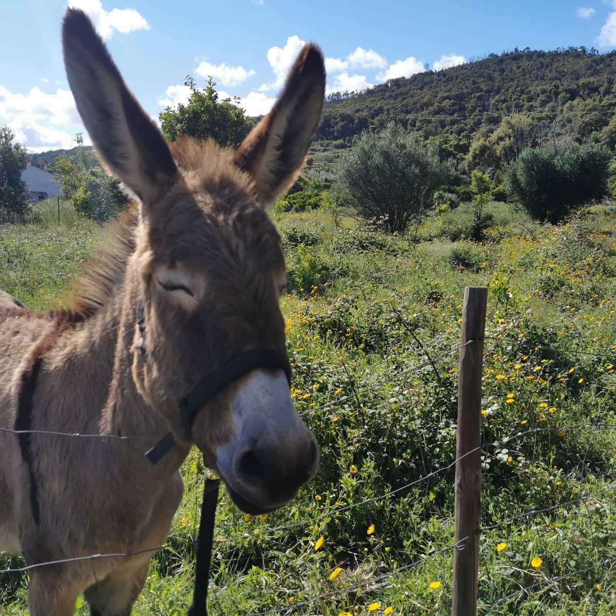 Donkey at Vinha do Gaio farm in Monchique