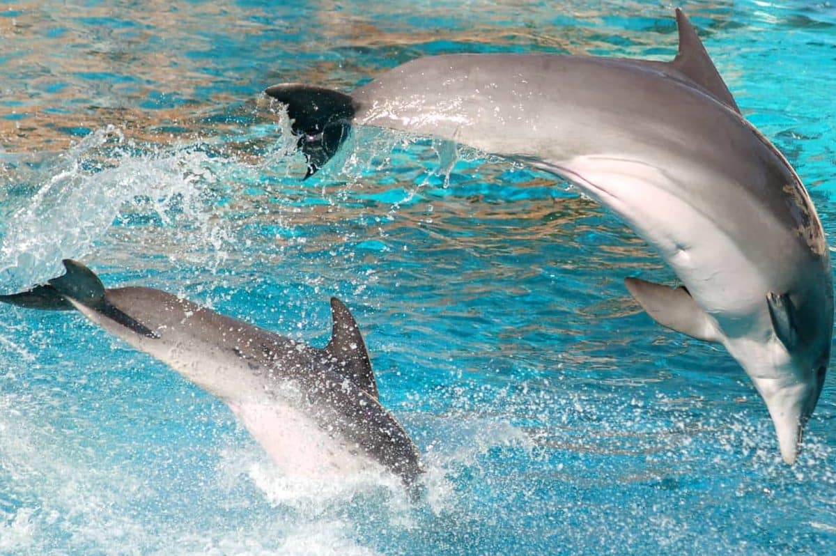 You are currently viewing Where can you see dolphins in the Algarve?