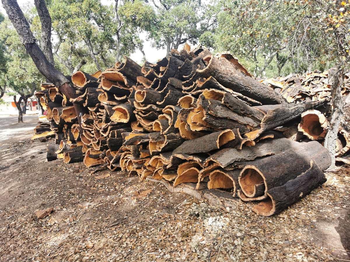 Cork oak bark ready for cork production Algarve Portugal