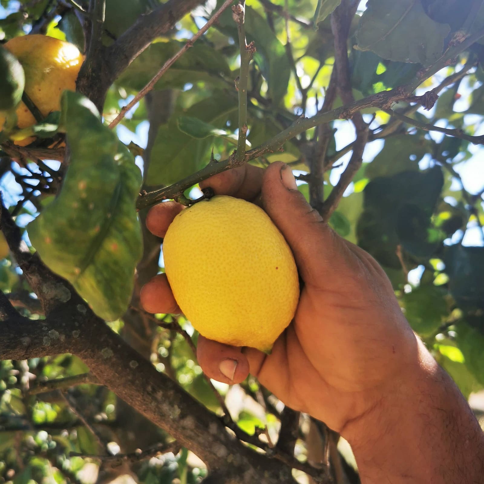 Algarve Monchique lemons straight from the tree at Vinha do Gaio eco farm