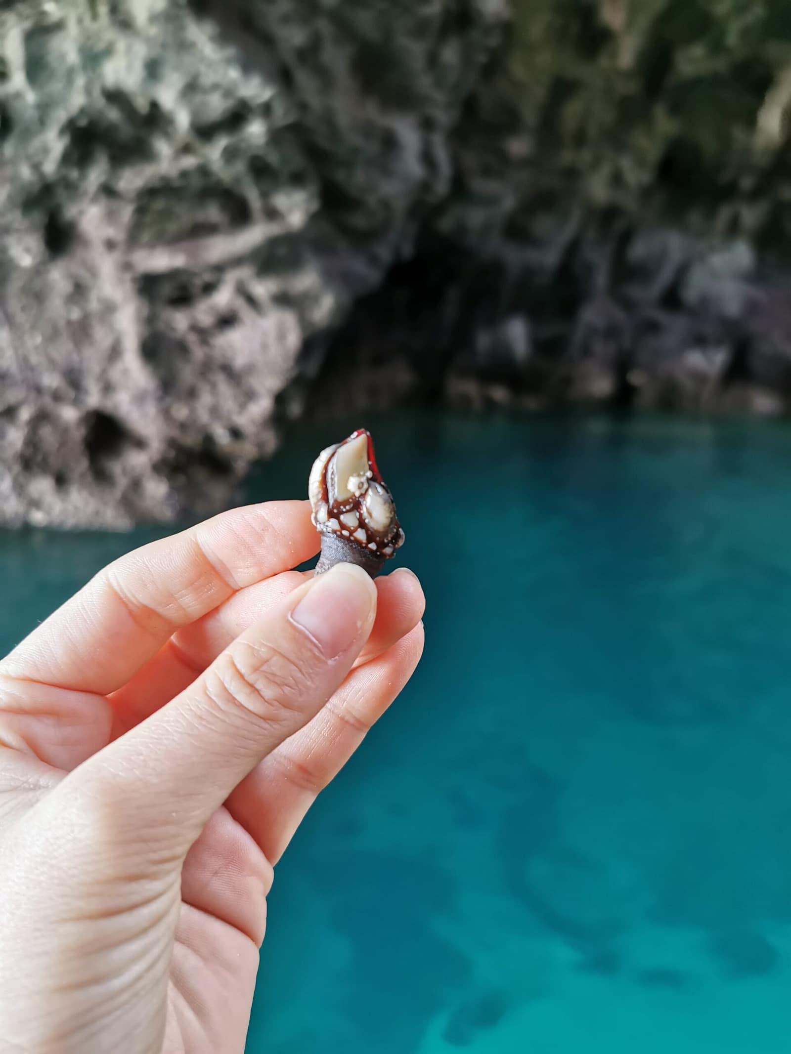 wycieczka-kajakowa-po-jaskiniach-ingrina-algarve-portugalia-przewodnik-top-aktywnosci-percebes-owoce-morza